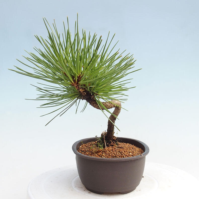 Outdoor bonsai - Pinus thunbergii - Thunbergia pine