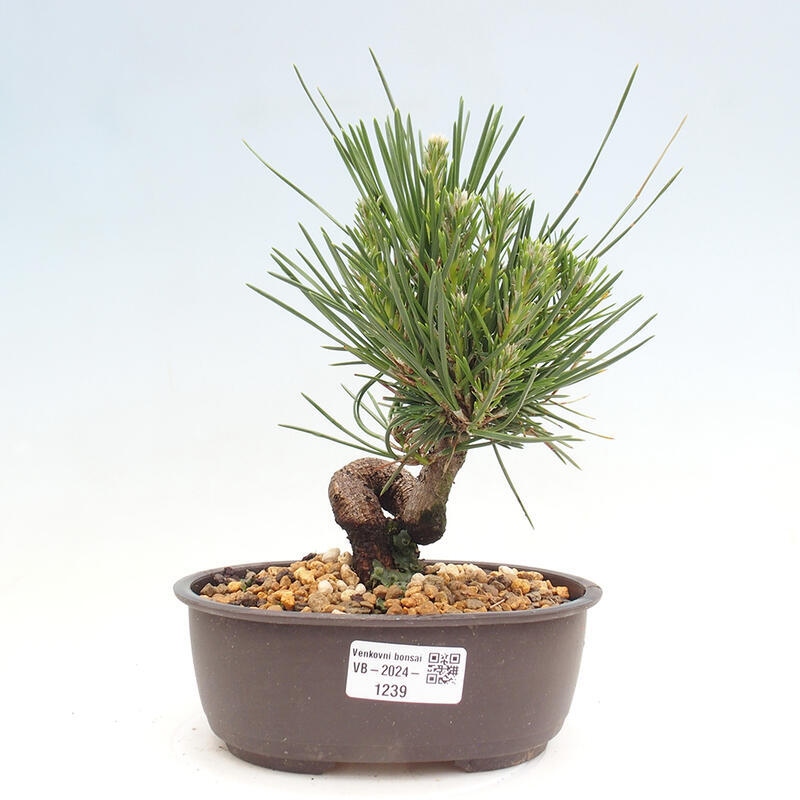 Outdoor bonsai - Pinus thunbergii - Thunbergia pine