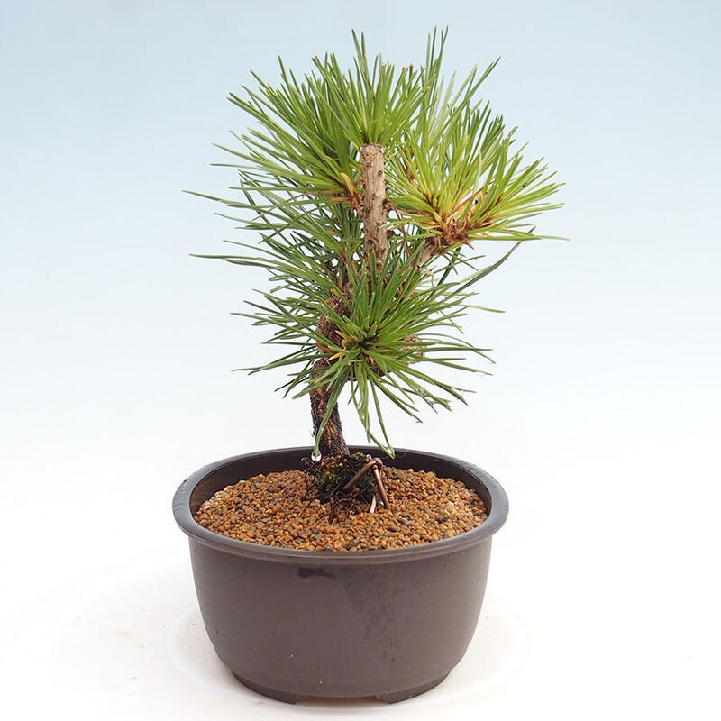 Outdoor bonsai - Pinus thunbergii - Thunbergia pine