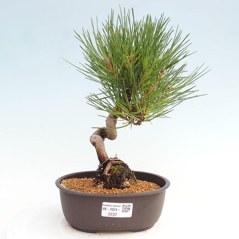 Outdoor bonsai - Pinus thunbergii - Thunbergia pine