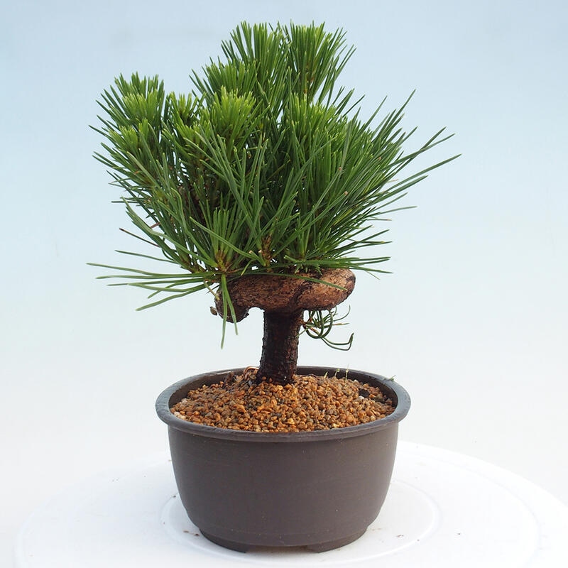 Outdoor bonsai - Pinus thunbergii - Thunbergia pine