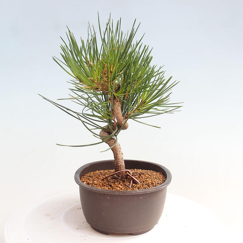 Outdoor bonsai - Pinus thunbergii - Thunbergia pine