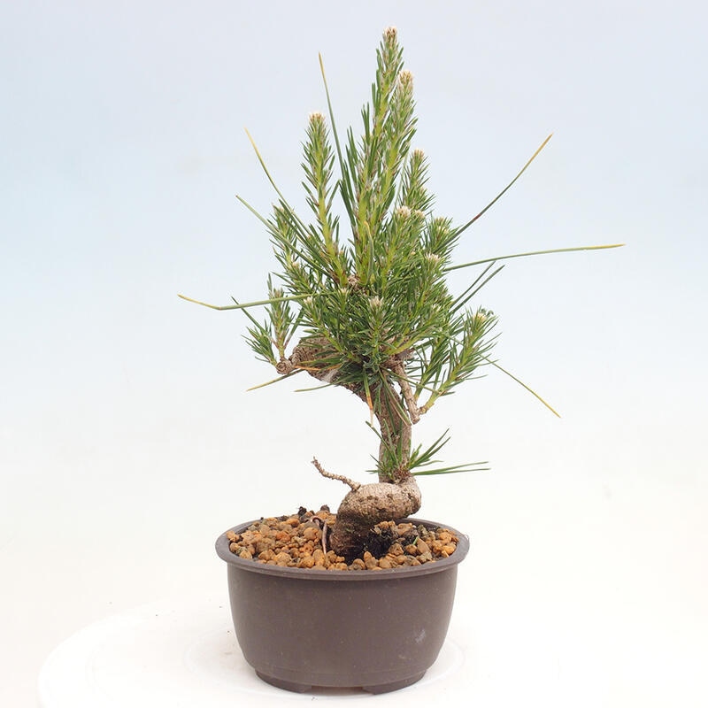 Outdoor bonsai - Pinus thunbergii - Thunbergia pine