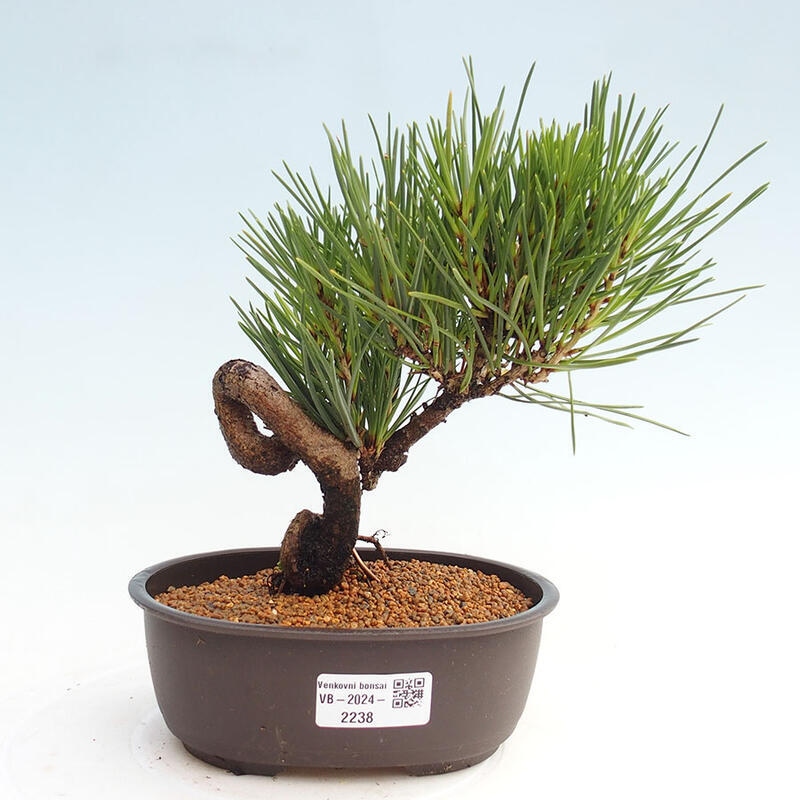 Outdoor bonsai - Pinus thunbergii - Thunbergia pine