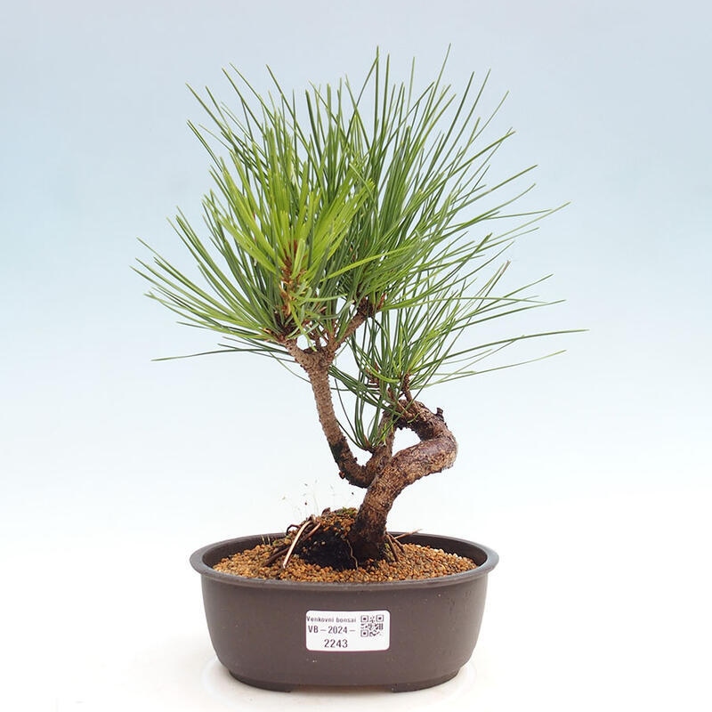 Outdoor bonsai - Pinus thunbergii - Thunbergia pine