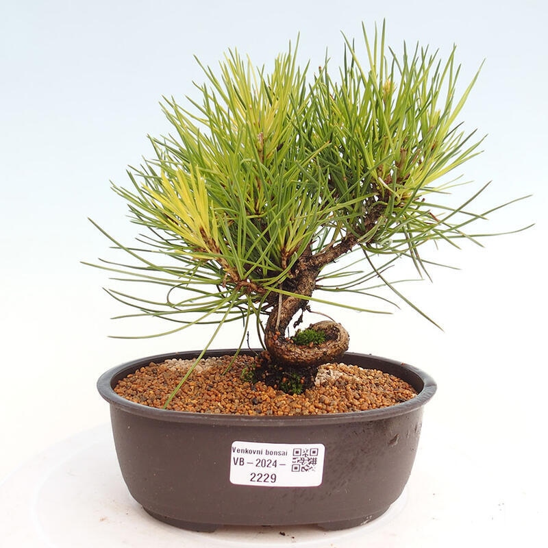 Outdoor bonsai - Pinus thunbergii - Thunbergia pine