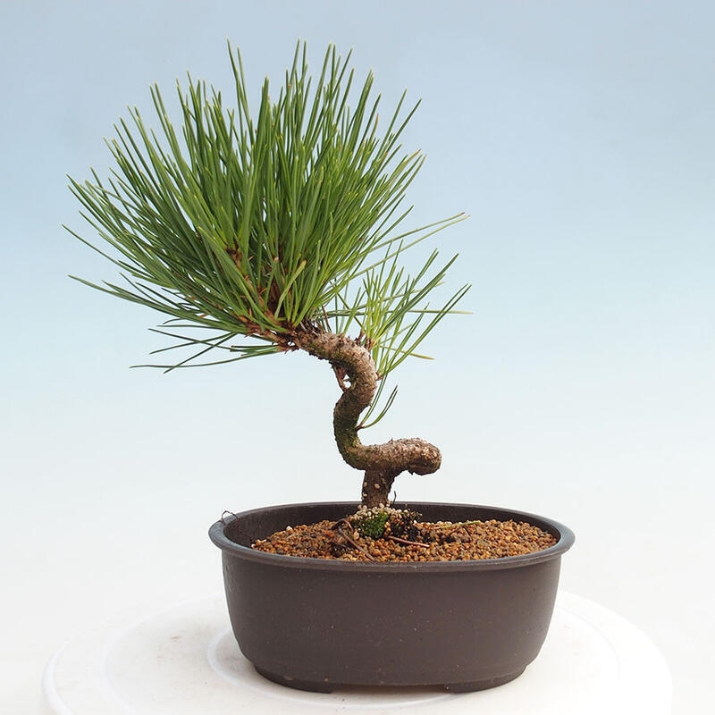 Outdoor bonsai - Pinus thunbergii - Thunbergia pine