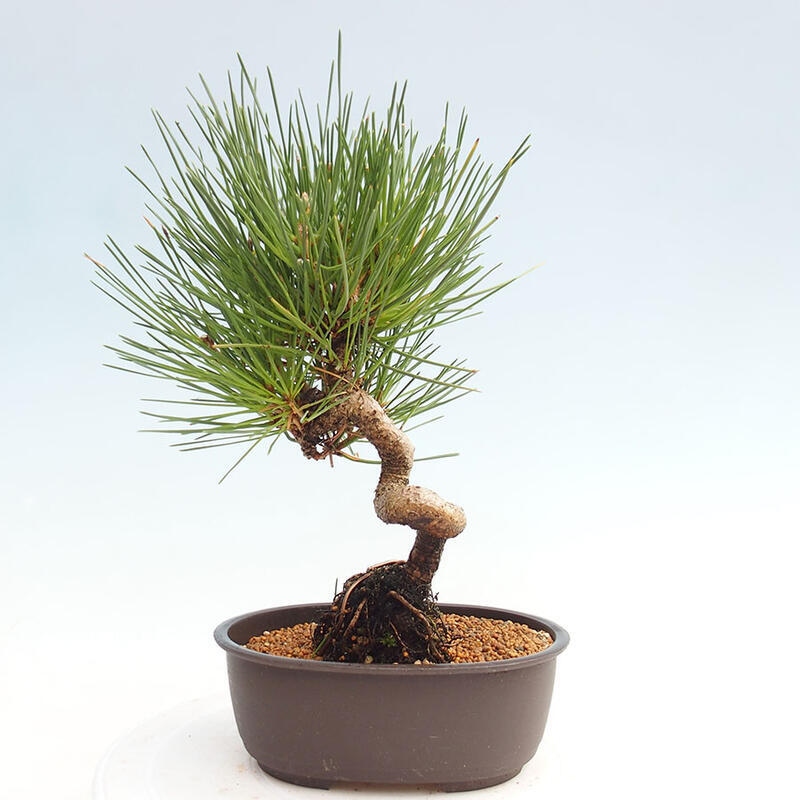 Outdoor bonsai - Pinus thunbergii - Thunbergia pine