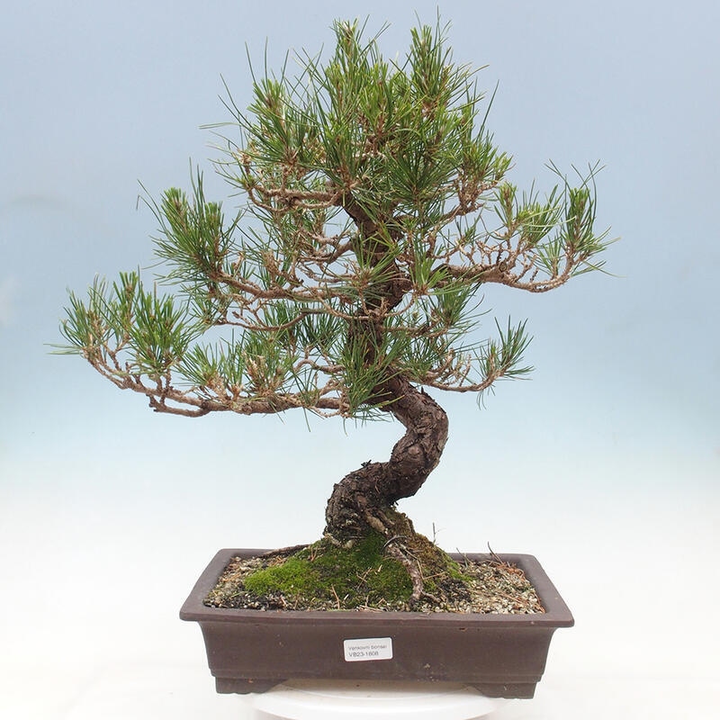 Outdoor bonsai - Pinus thunbergii - Thunbergia pine