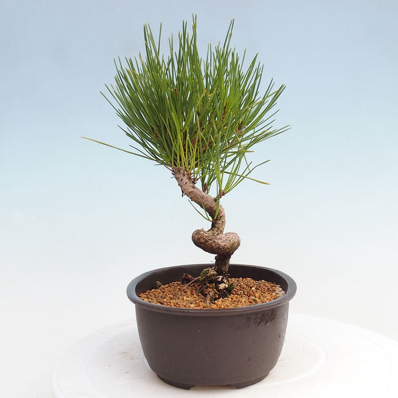 Outdoor bonsai - Pinus thunbergii - Thunbergia pine