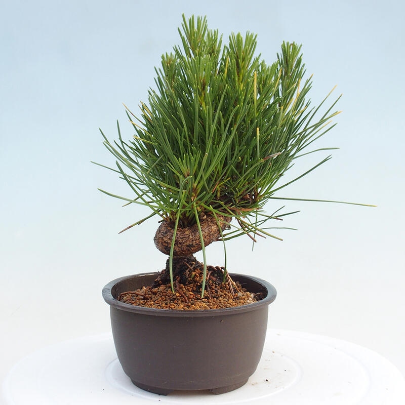 Outdoor bonsai - Pinus thunbergii - Thunbergia pine