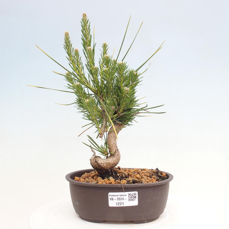 Outdoor bonsai - Pinus thunbergii - Thunbergia pine