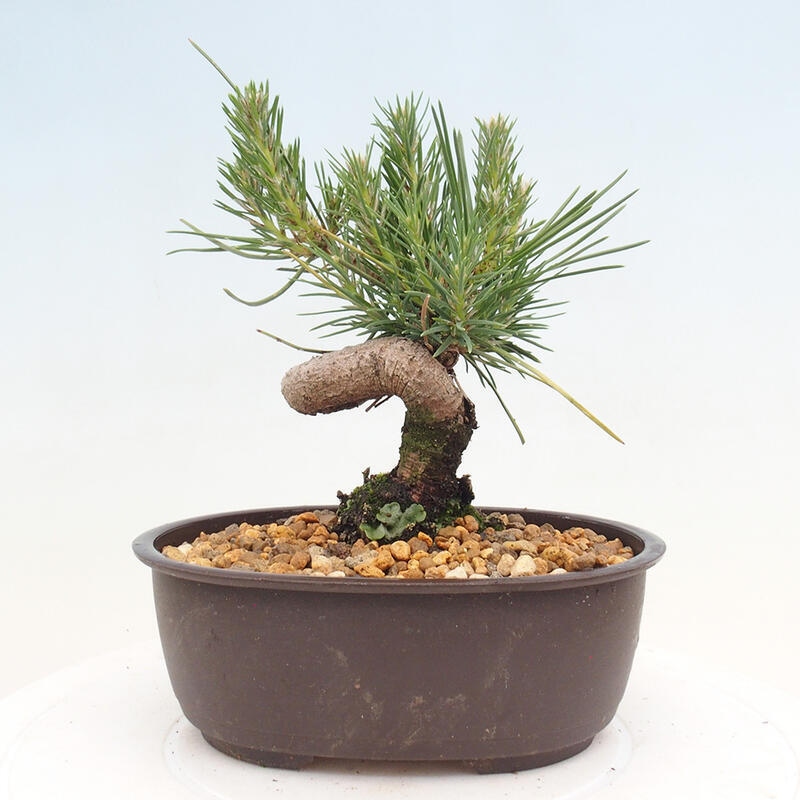 Outdoor bonsai - Pinus thunbergii - Thunbergia pine