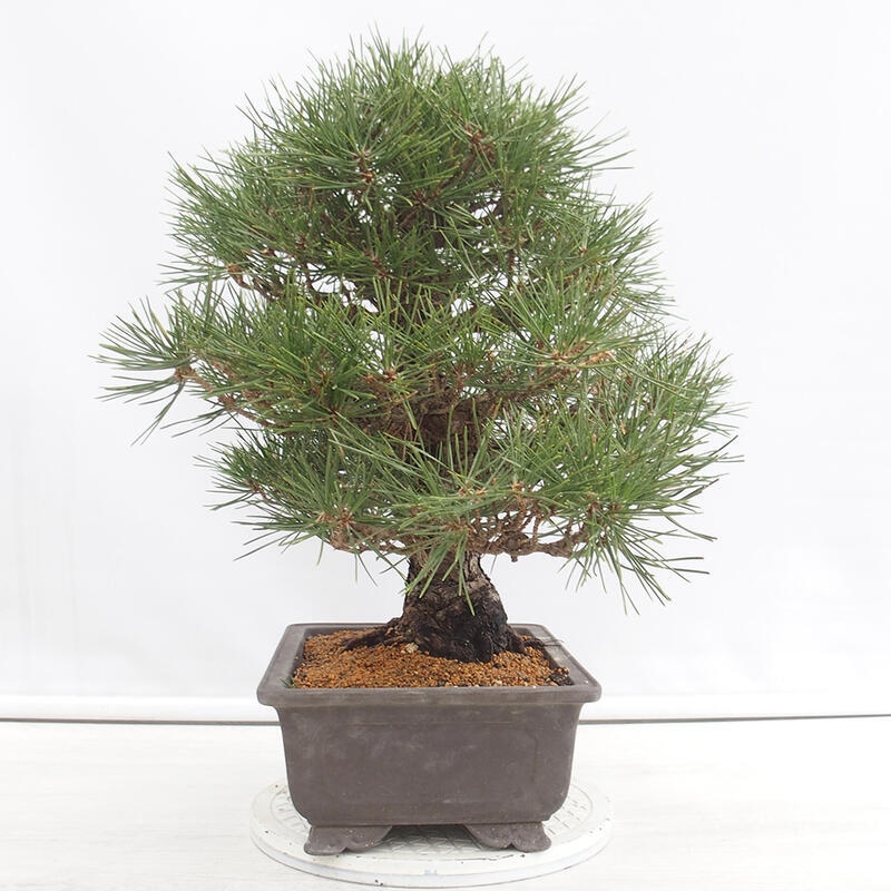 Outdoor bonsai - Pinus thunbergii - Thunberg pine