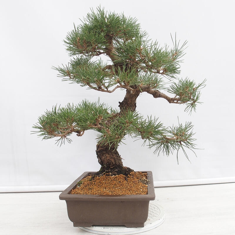 Outdoor bonsai - Pinus thunbergii - Thunberg pine