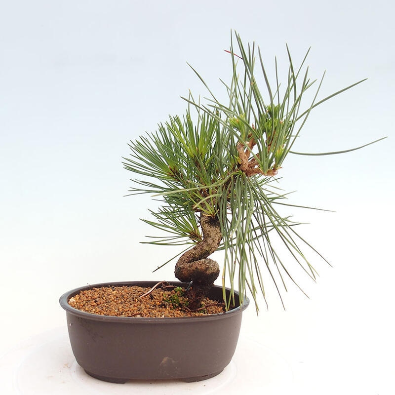 Outdoor bonsai - Pinus thunbergii - Thunbergia pine