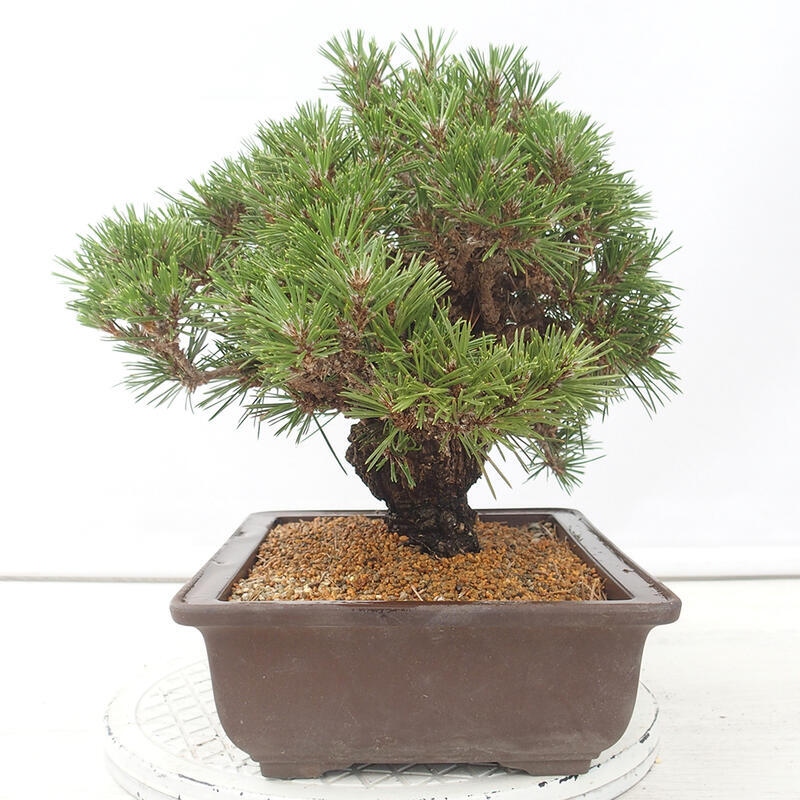 Outdoor bonsai - Pinus thunbergii - Thunberg pine