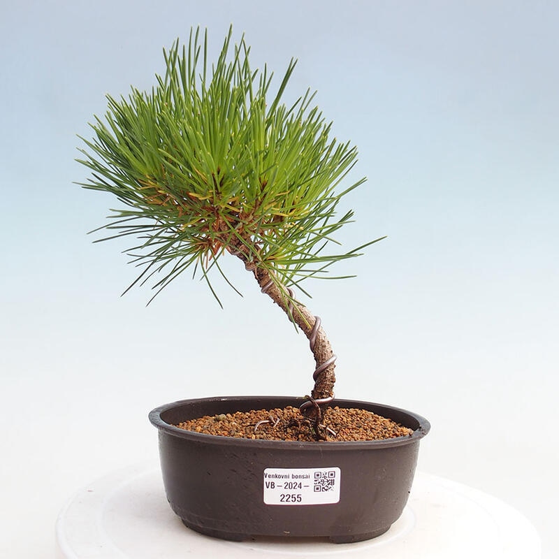 Outdoor bonsai - Pinus thunbergii - Thunbergia pine