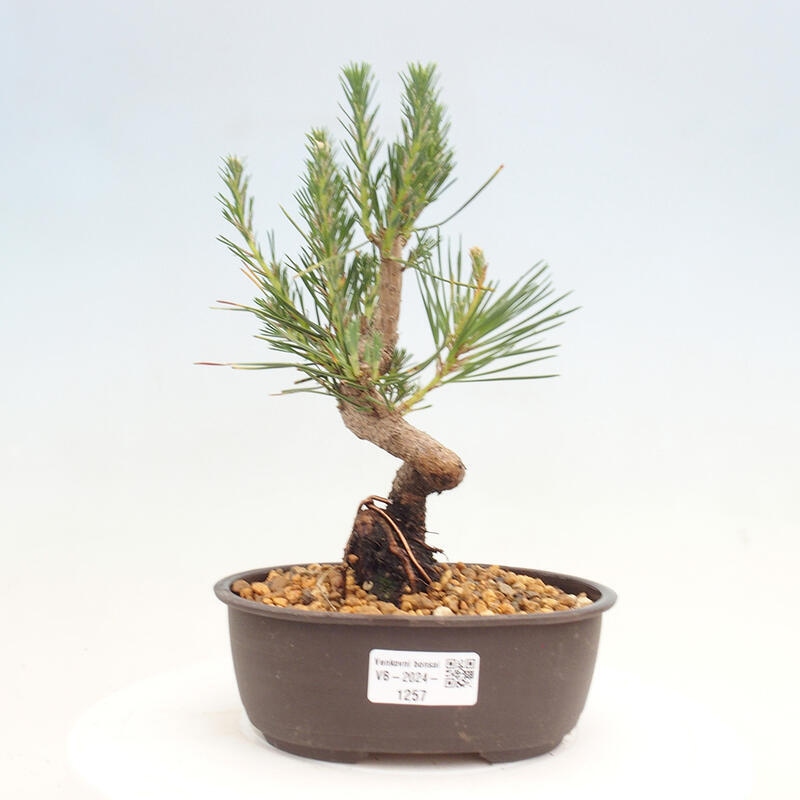 Outdoor bonsai - Pinus thunbergii - Thunbergia pine