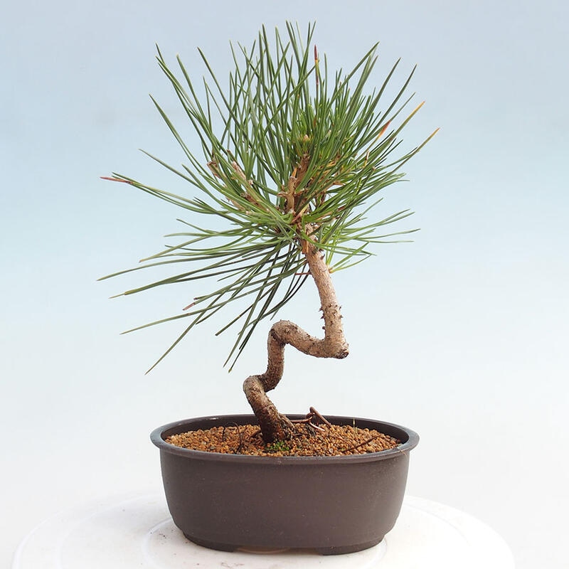 Outdoor bonsai - Pinus thunbergii - Thunbergia pine