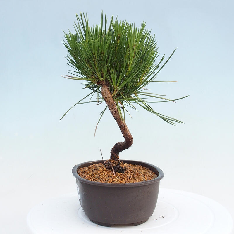 Outdoor bonsai - Pinus thunbergii - Thunbergia pine