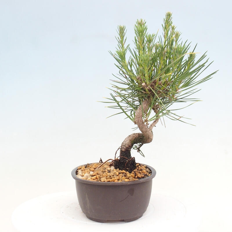 Outdoor bonsai - Pinus thunbergii - Thunbergia pine