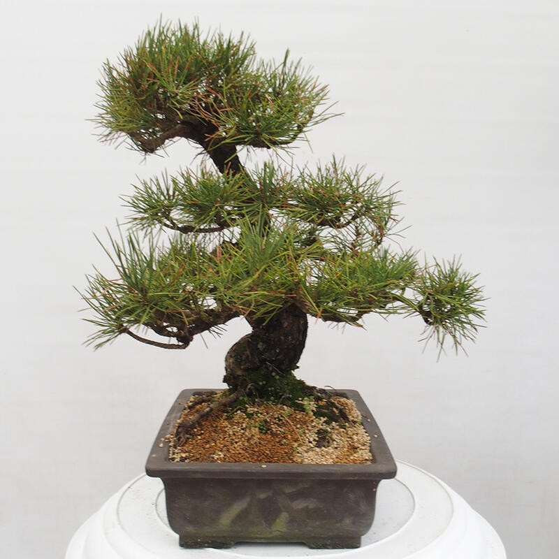 Outdoor bonsai - Pinus thunbergii - Thunberg pine