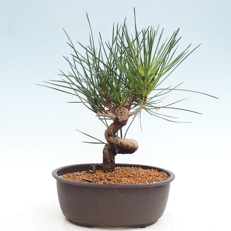 Outdoor bonsai - Pinus thunbergii - Thunbergia pine