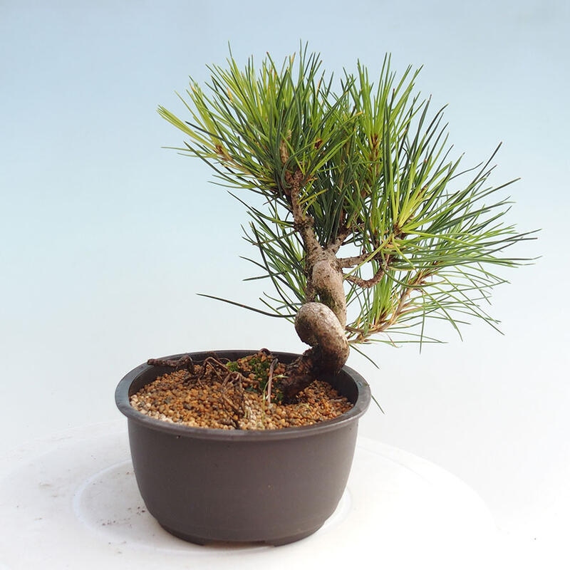 Outdoor bonsai - Pinus thunbergii - Thunbergia pine