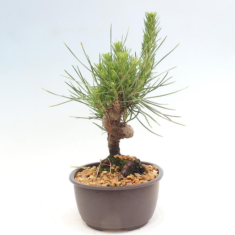 Outdoor bonsai - Pinus thunbergii - Thunbergia pine