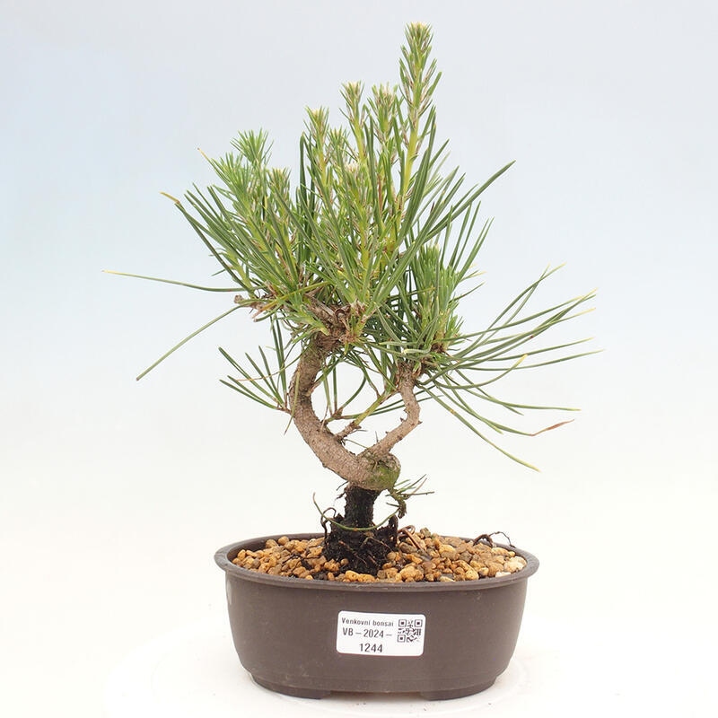 Outdoor bonsai - Pinus thunbergii - Thunbergia pine