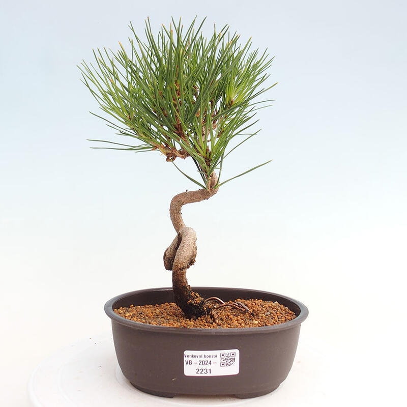 Outdoor bonsai - Pinus thunbergii - Thunbergia pine