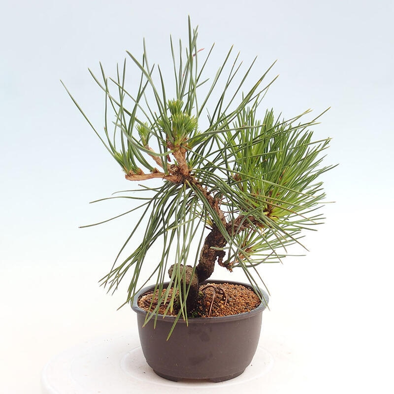 Outdoor bonsai - Pinus thunbergii - Thunbergia pine