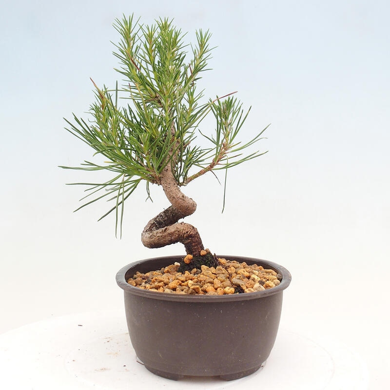 Outdoor bonsai - Pinus thunbergii - Thunbergia pine