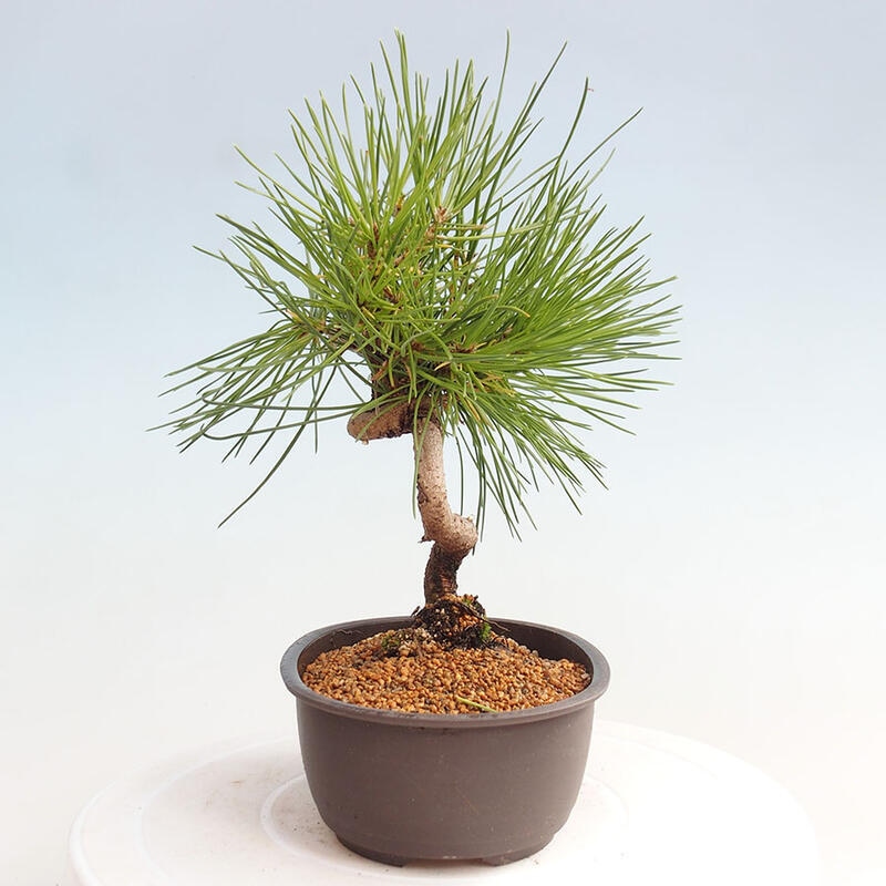 Outdoor bonsai - Pinus thunbergii - Thunbergia pine