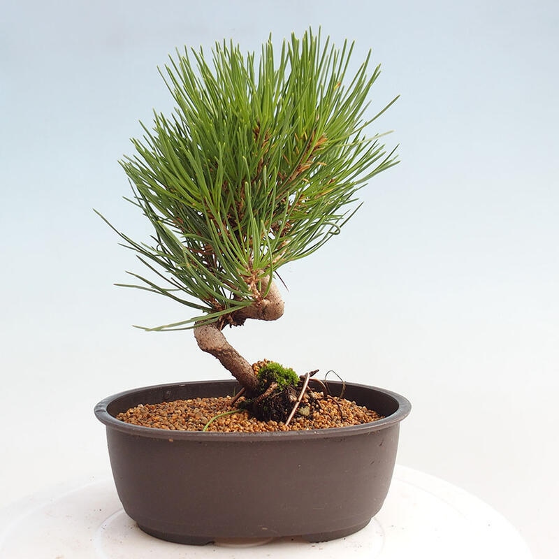 Outdoor bonsai - Pinus thunbergii - Thunbergia pine