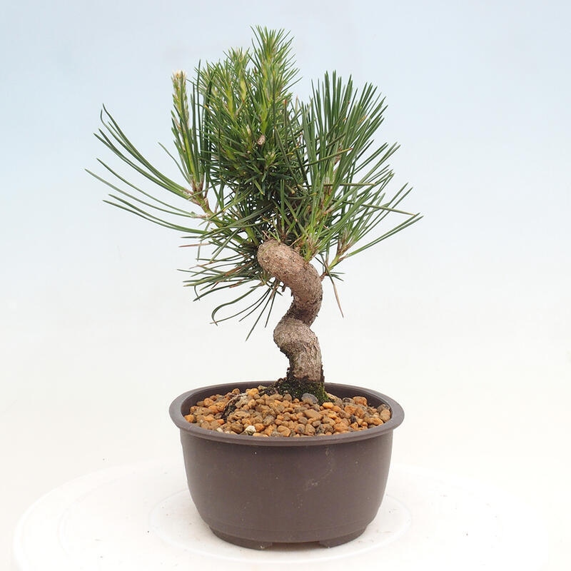 Outdoor bonsai - Pinus thunbergii - Thunbergia pine