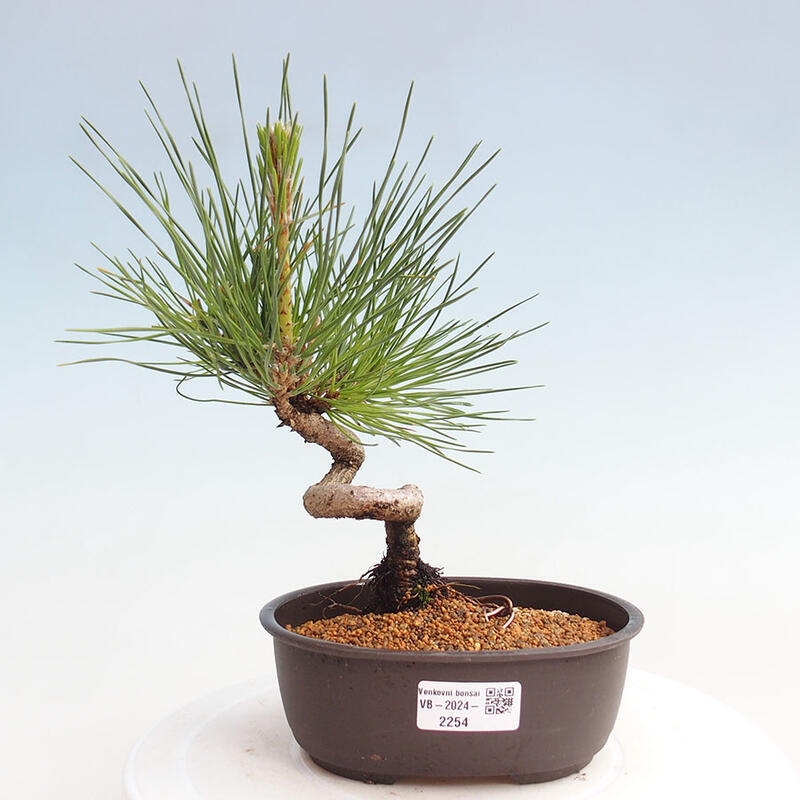 Outdoor bonsai - Pinus thunbergii - Thunbergia pine