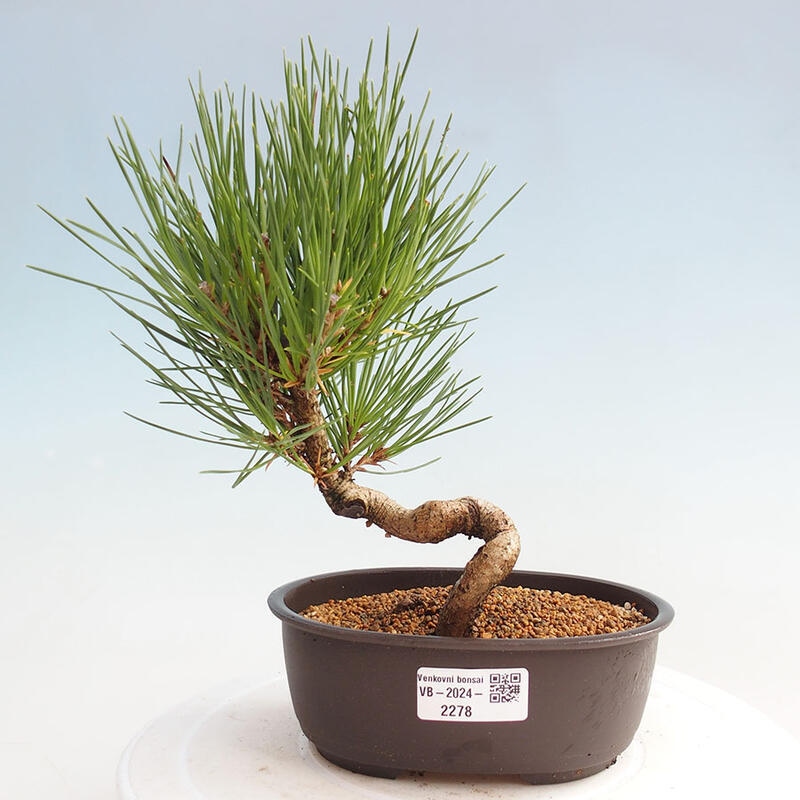 Outdoor bonsai - Pinus thunbergii - Thunbergia pine