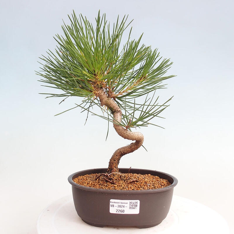 Outdoor bonsai - Pinus thunbergii - Thunbergia pine