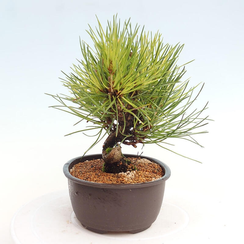 Outdoor bonsai - Pinus thunbergii - Thunbergia pine