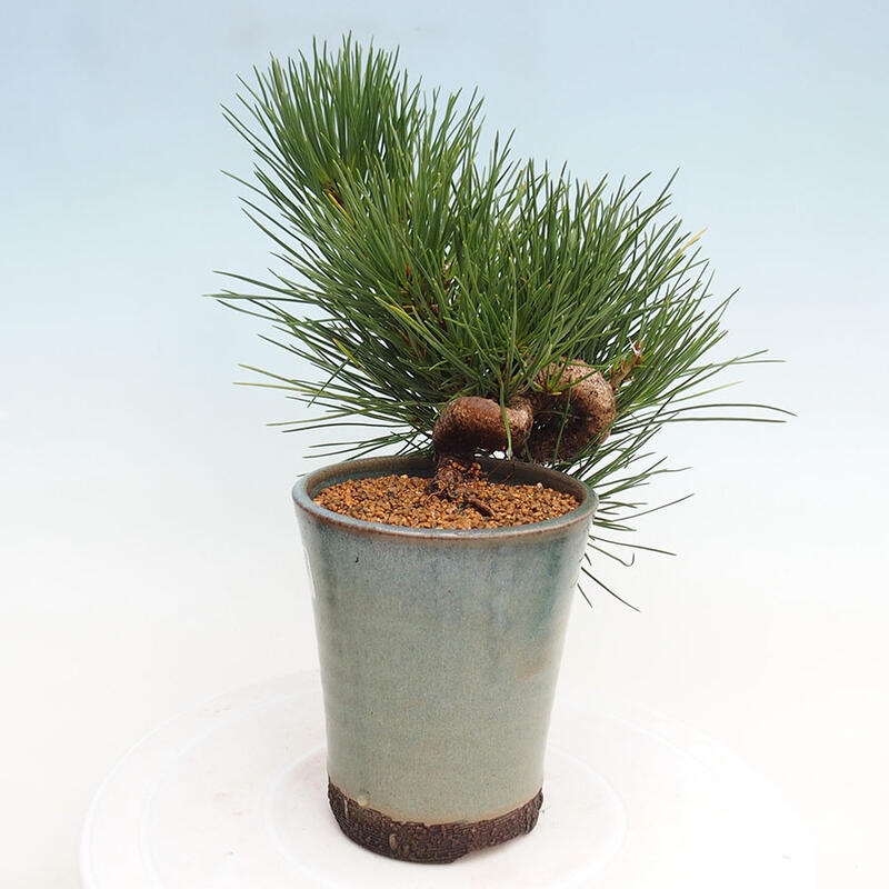 Outdoor bonsai - Pinus thunbergii - Thunbergia pine