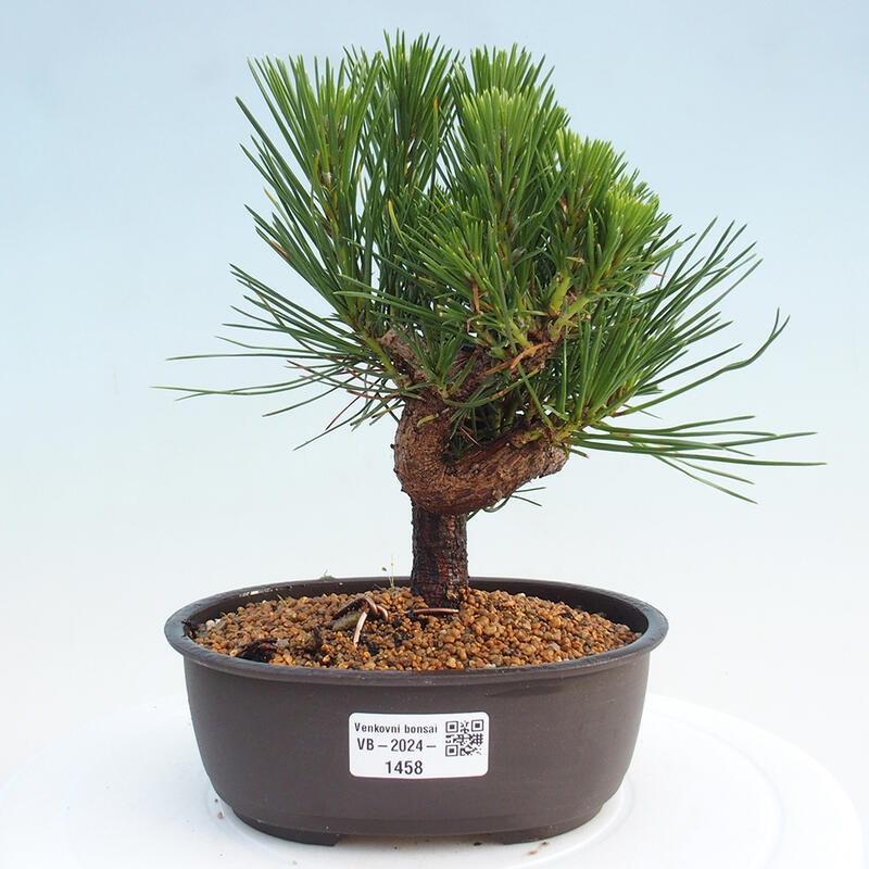 Outdoor bonsai - Pinus thunbergii - Thunbergia pine