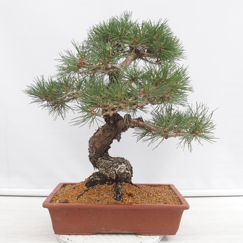 Outdoor bonsai - Pinus thunbergii - Thunberg pine