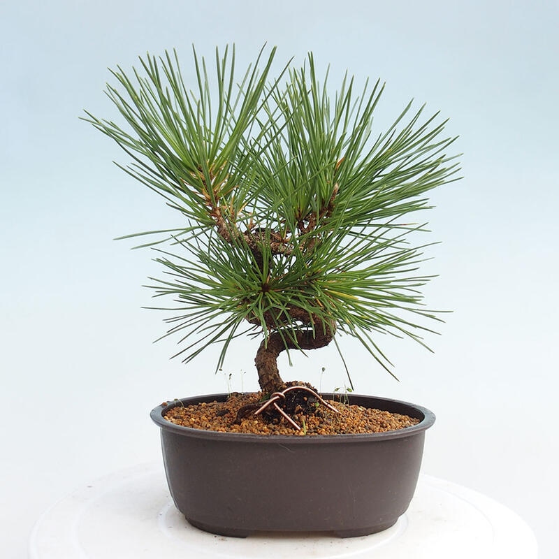 Outdoor bonsai - Pinus thunbergii - Thunbergia pine