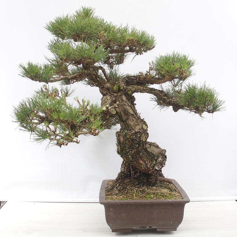 Outdoor bonsai - Pinus thunbergii - Thunberg pine