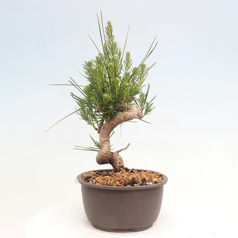 Outdoor bonsai - Pinus thunbergii - Thunbergia pine