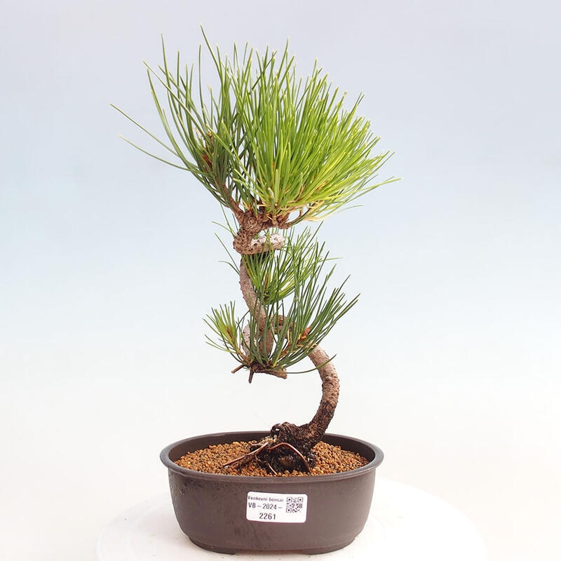 Outdoor bonsai - Pinus thunbergii - Thunbergia pine