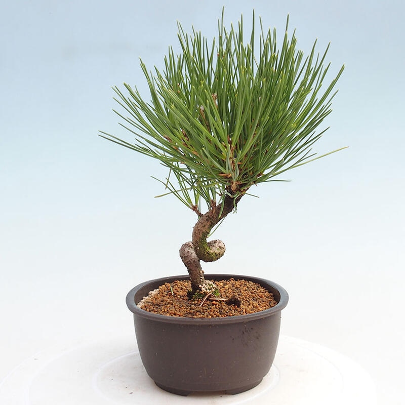 Outdoor bonsai - Pinus thunbergii - Thunbergia pine