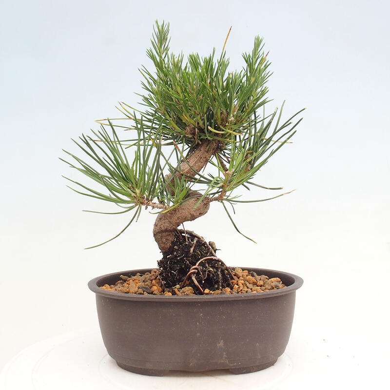 Outdoor bonsai - Pinus thunbergii - Thunbergia pine